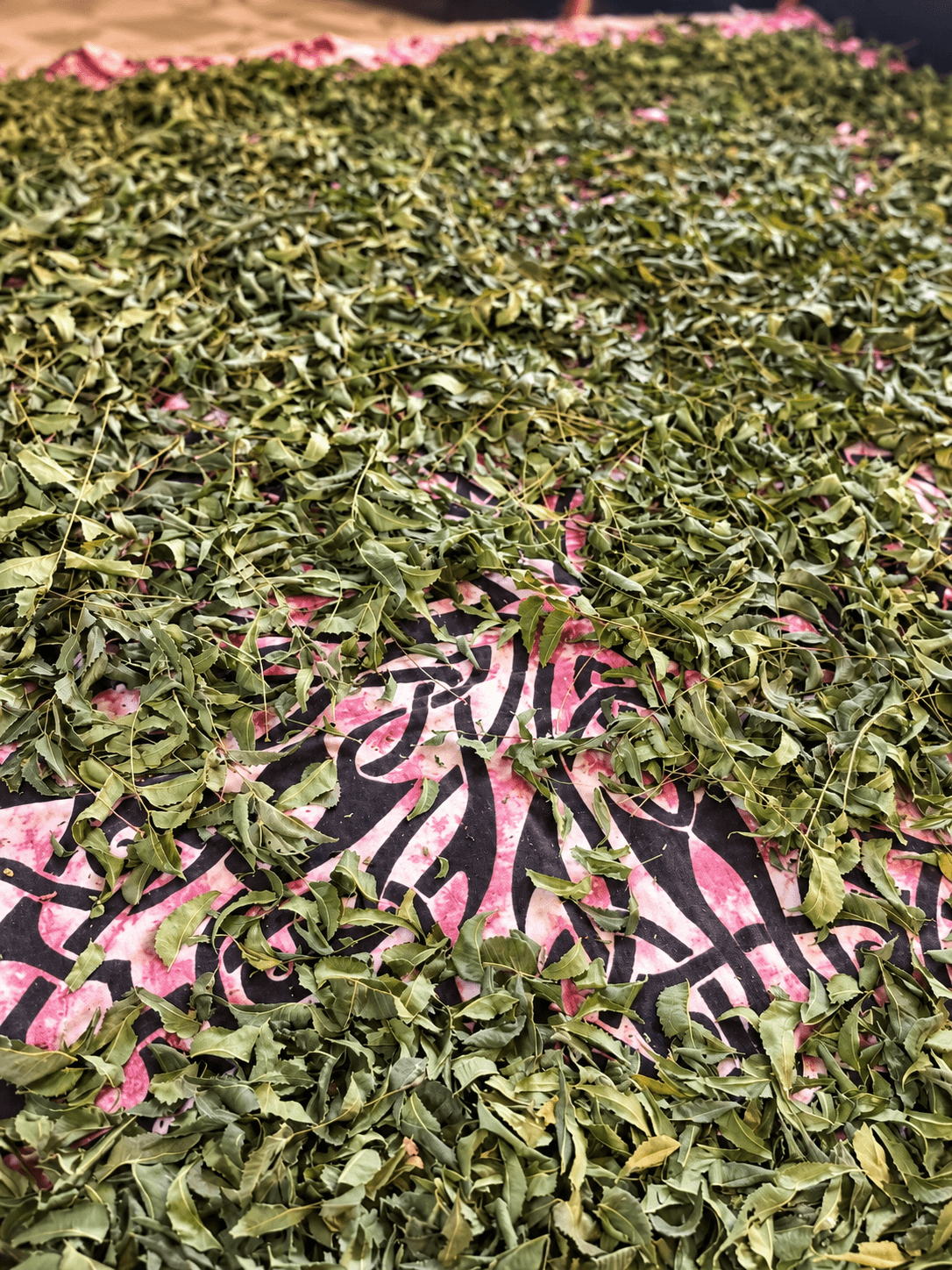 Dried neem leaves